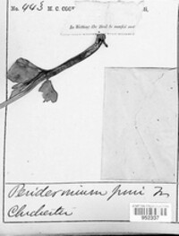 Cronartium pini image